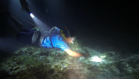 night snorkeling cancun