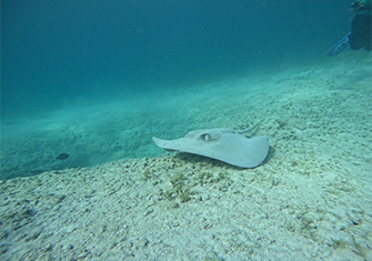 snorkel puerto morelos